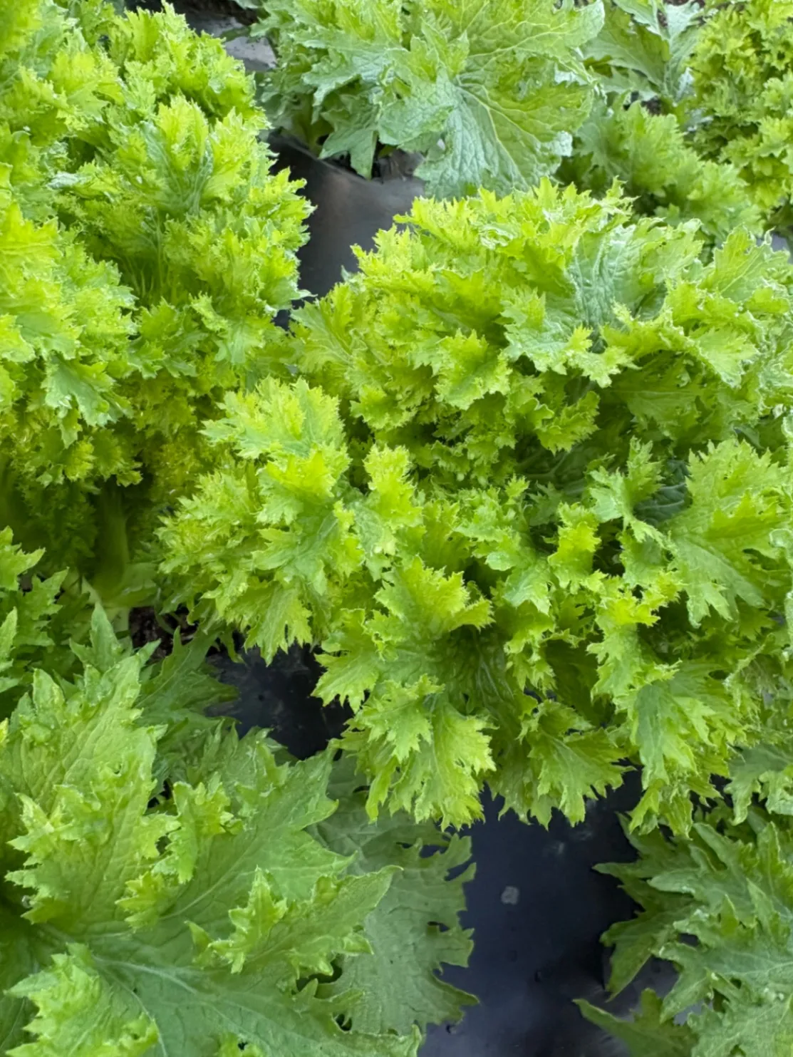 【農薬不使用】わさび菜 500g。ピリッと大人の味！サラダにおすすめ🥗