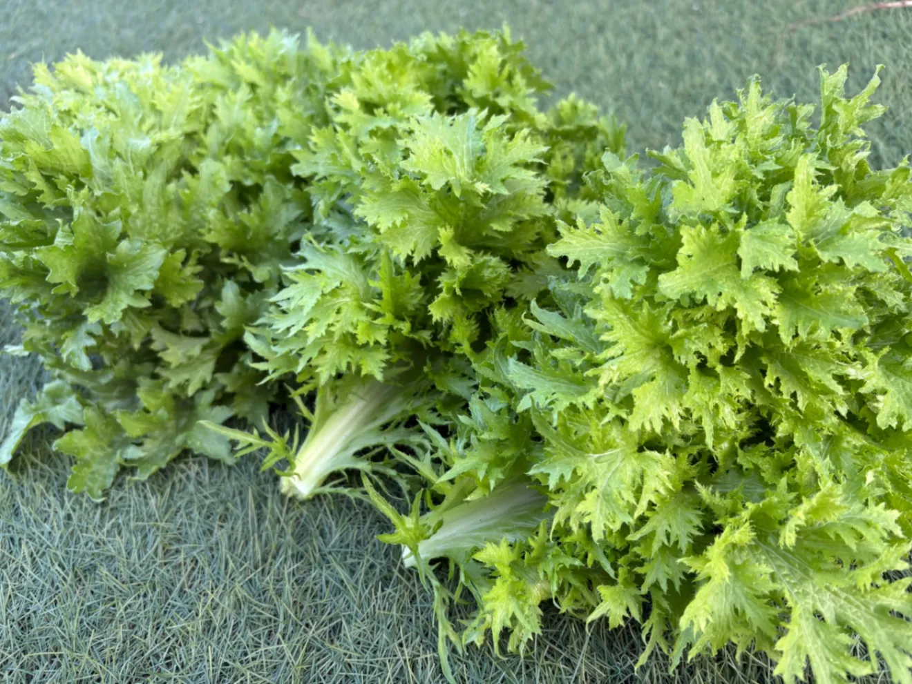 【農薬不使用】わさび菜 500g。ピリッと大人の味！サラダにおすすめ🥗