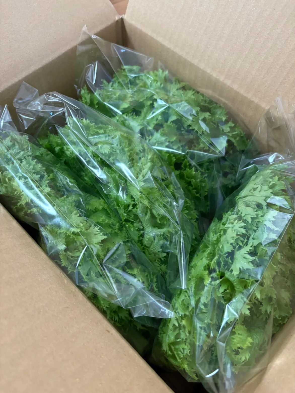 【農薬不使用】わさび菜 500g。ピリッと大人の味！サラダにおすすめ🥗