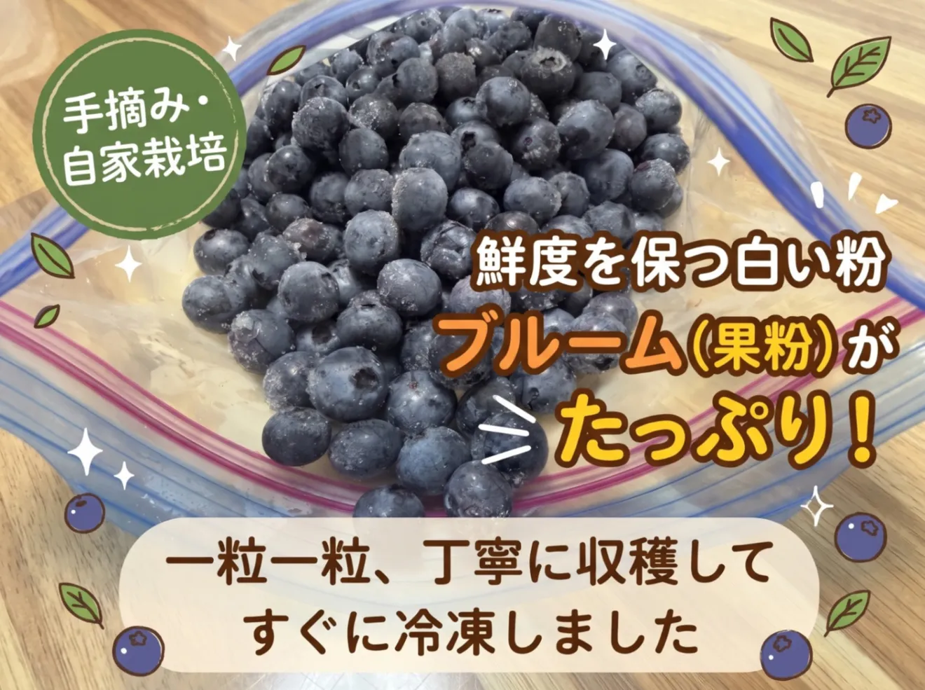 【福岡県産】自家栽培 冷凍ブルーベリー 約1kg（約500g×2袋）栽培期間中 農薬不使用