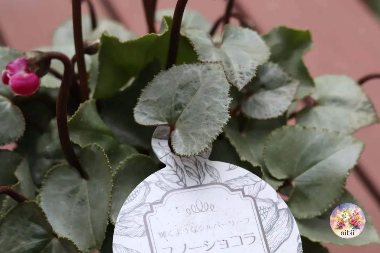 銀葉に深紅の花が映える　シクラメン「スノーショコラ」３号２ポット