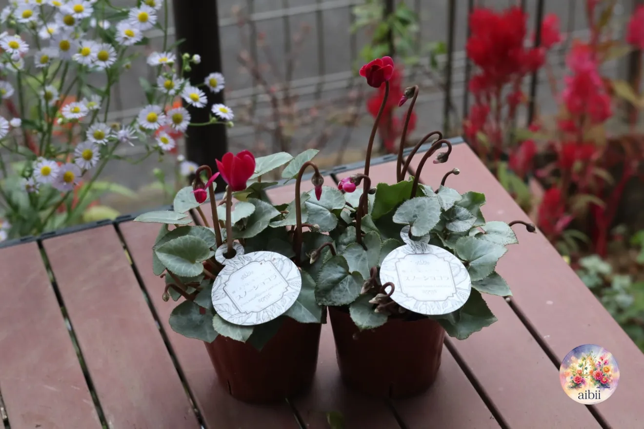 銀葉に深紅の花が映える　シクラメン「スノーショコラ」３号２ポット