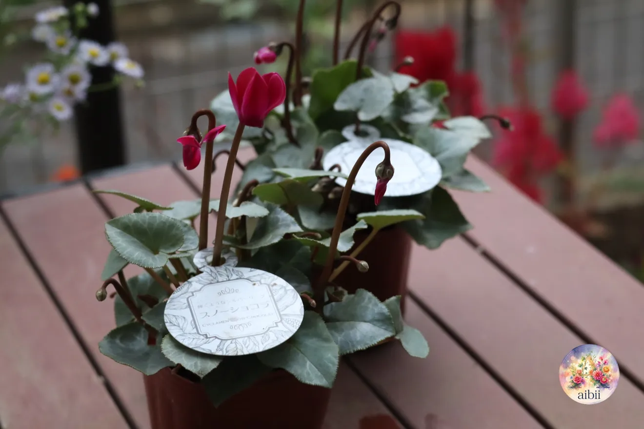 銀葉に深紅の花が映える　シクラメン「スノーショコラ」３号２ポット
