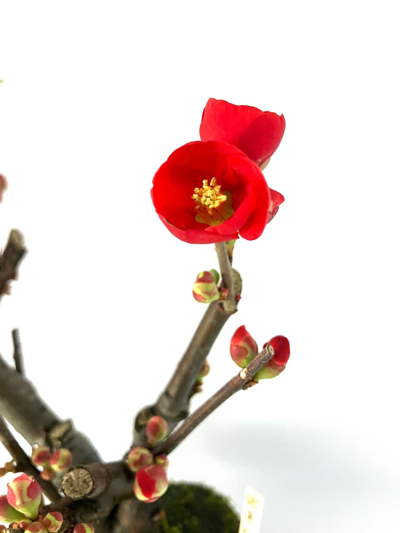 【受皿付】赤花 木瓜（ボケ）｜開花を楽しむ和モダン盆栽｜季節限定インテリア