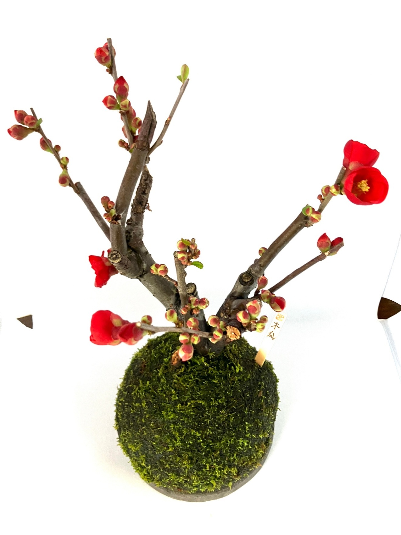 【受皿付】赤花 木瓜（ボケ）｜開花を楽しむ和モダン盆栽｜季節限定インテリア