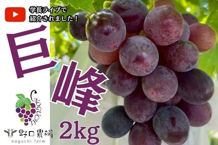 【秋の味覚】【朝採れ直送】ぶどうの王様巨峰2kg(5～6房)＠野口農場