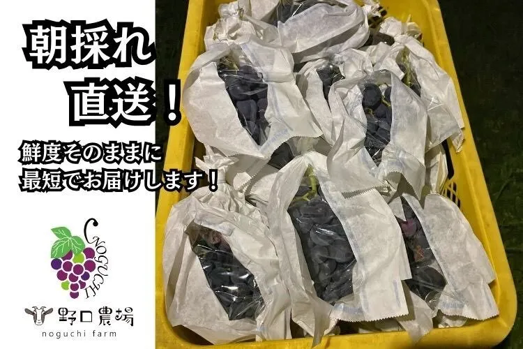 【秋の味覚】【朝採れ直送】ぶどうの王様巨峰2kg(5～6房)＠野口農場