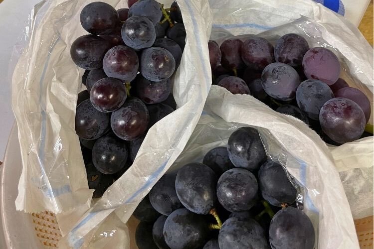 【朝採れ直送】ぶどうの王様巨峰2kg(5～6房)＠野口農場