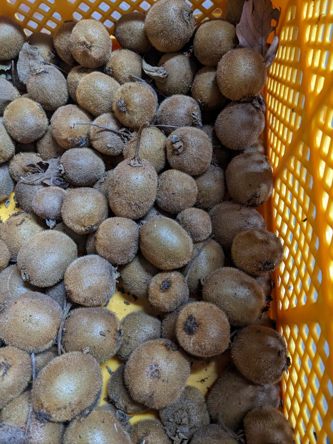 自然栽培のキウイ  1㎏