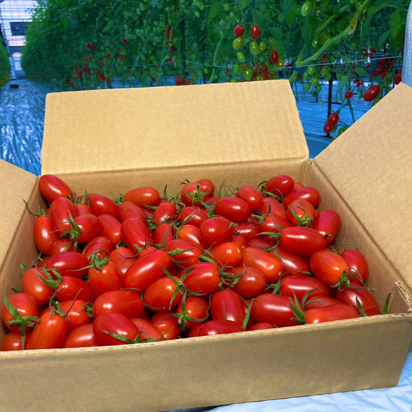 超完熟！甘くて美味しいアイコトマト！こだわりの有機肥料使用！