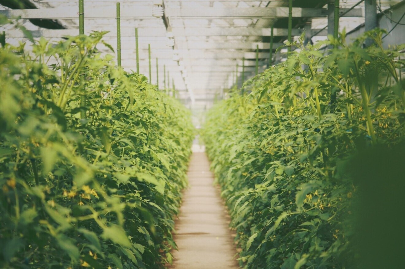 まるで宝石箱！？
5色のカラフルトマト🍅【1.8kg】