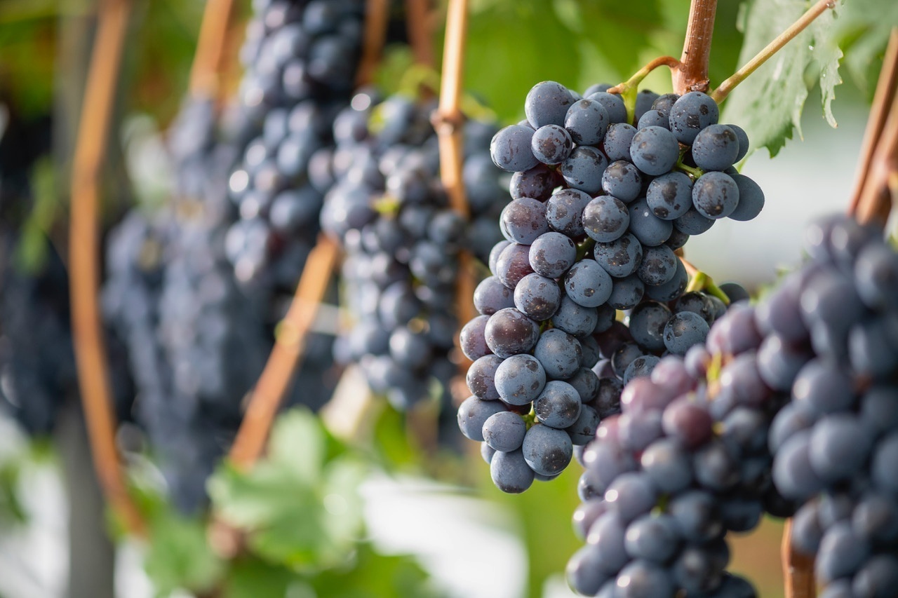 【減農薬ぶどう使用】赤ワイン ピノノワール　２０１９　信州高山村産