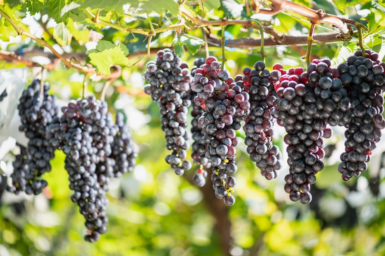 【減農薬ぶどう使用】赤ワイン SE 2019 (ネッビオーロ•メルロー) 長野県須坂市産