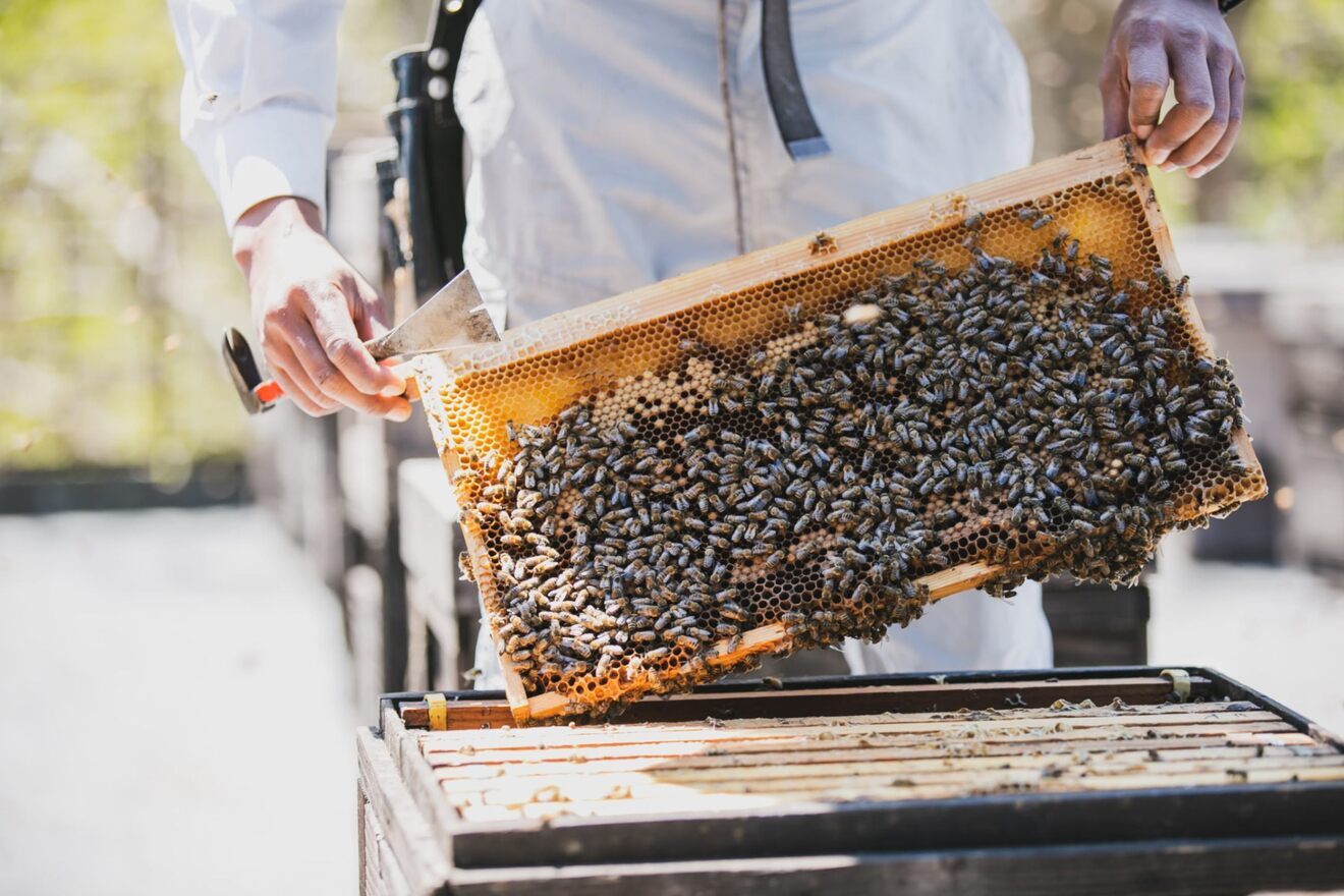 【みつばちからの贈りもの】百花はちみつ　５００グラム　プラスチックボトル