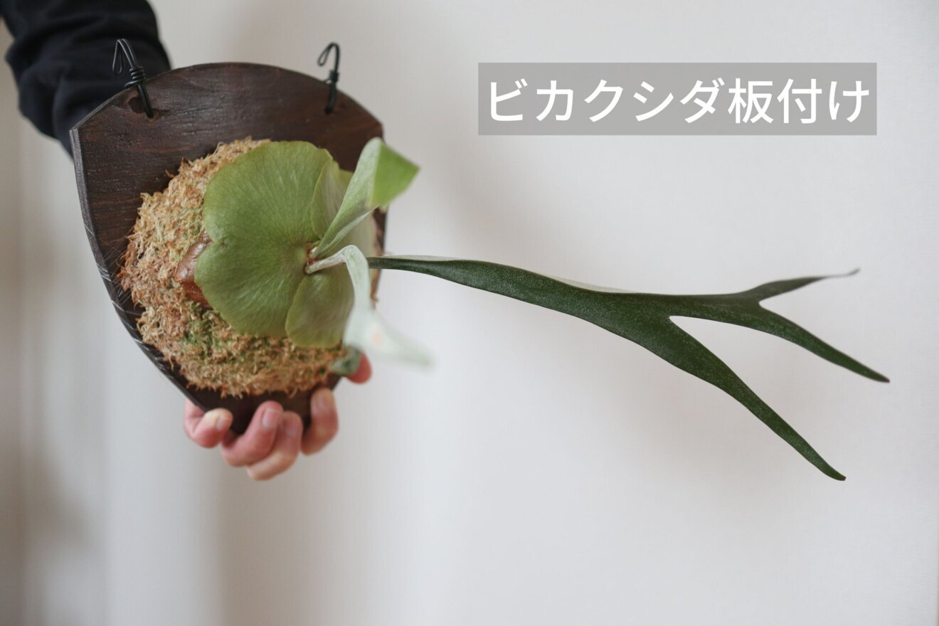 【壁にかけれる植物！】ビカクシダ(コウモリラン)　板付け　