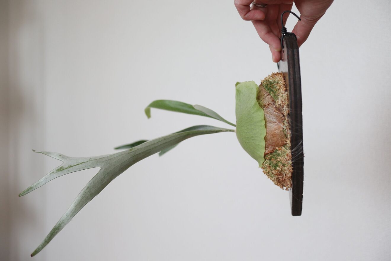 【壁にかけれる植物！】ビカクシダ(コウモリラン)　板付け　