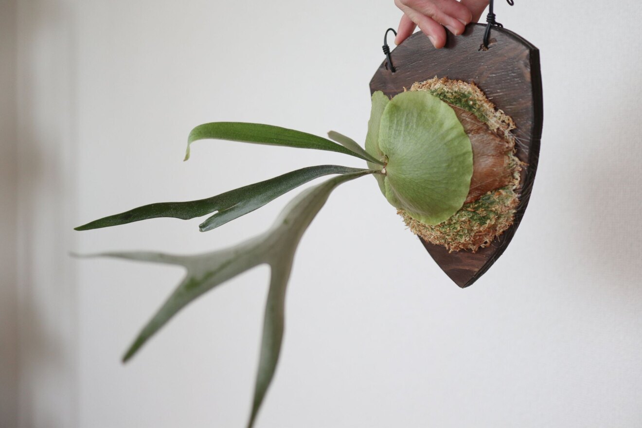 【壁にかけれる植物！】ビカクシダ(コウモリラン)　板付け　