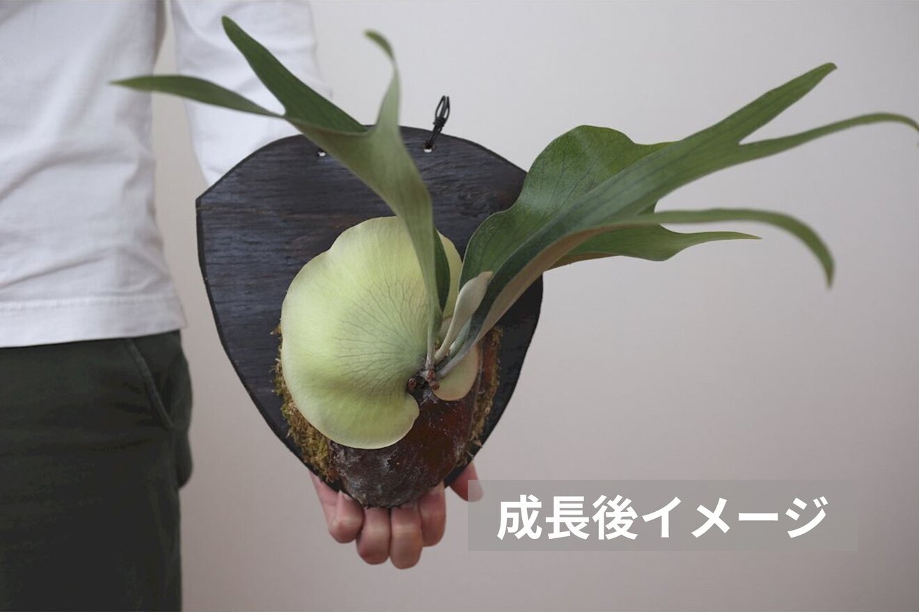 【壁にかけれる植物！】ビカクシダ(コウモリラン)　板付け　