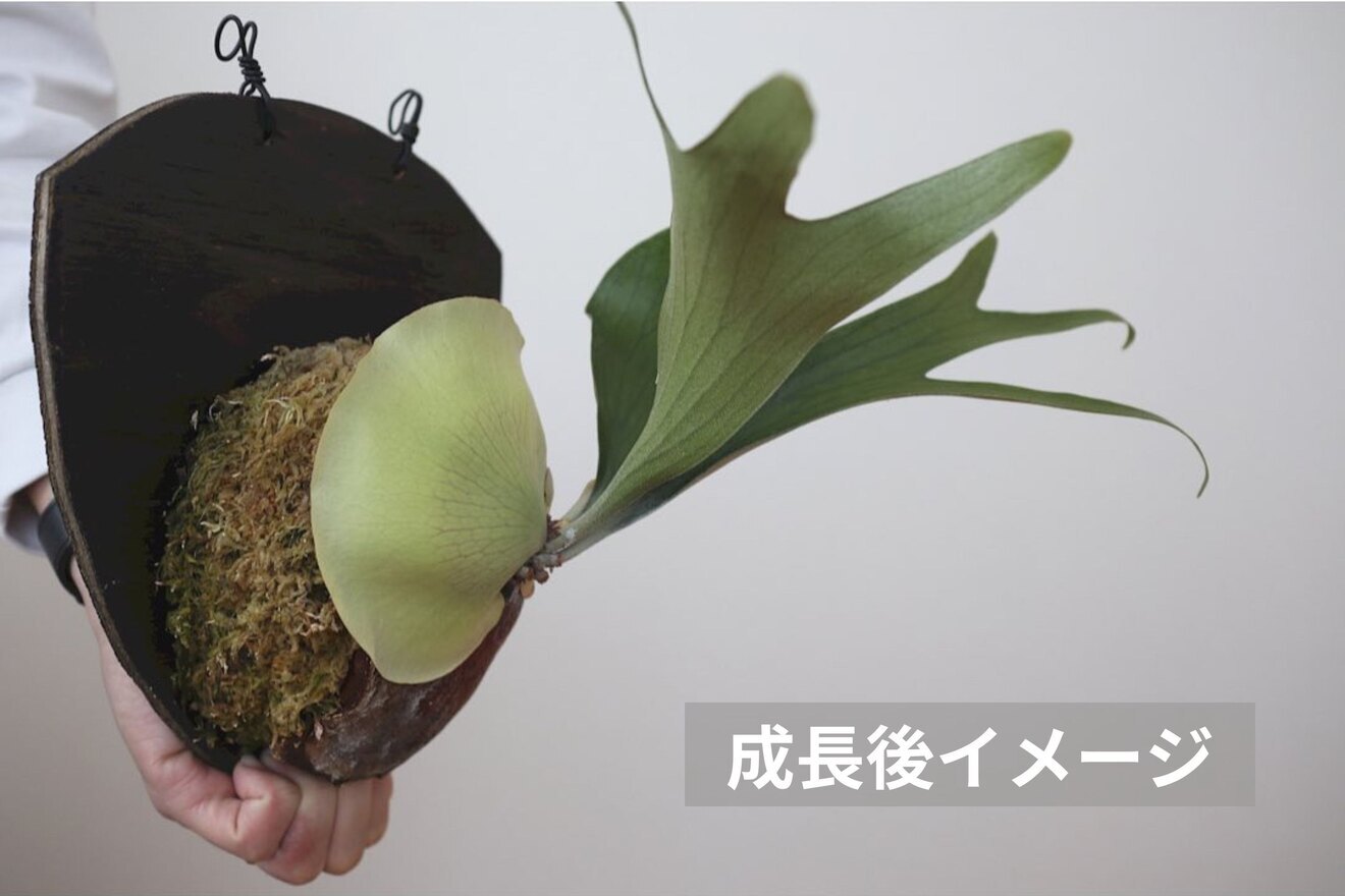 【壁にかけれる植物！】ビカクシダ(コウモリラン)　板付け　