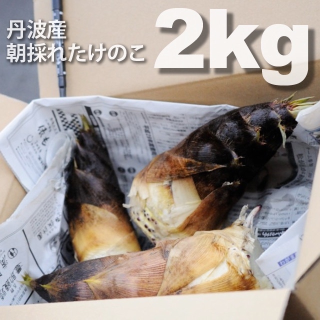 ☆壱万円祭り☆丹波・朝採れたけのこ(2kg程度)