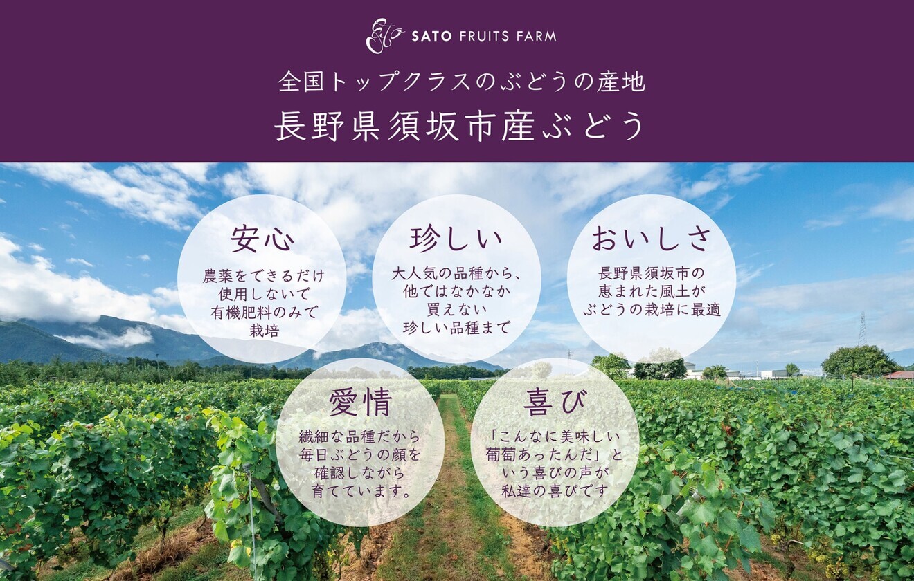 【定番＆厳選品種！】シャインマスカット＋その日においしいオススメ品種厳選１房　合計２房