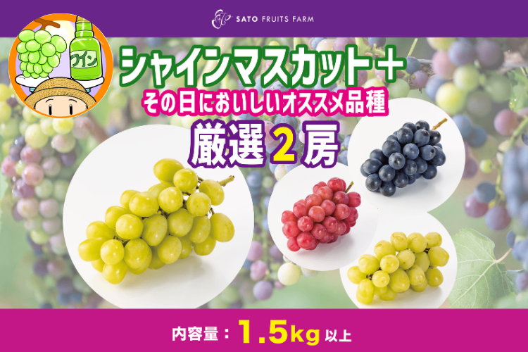 【定番＆厳選品種！】シャインマスカット＋その日においしいオススメ品種厳選２房　合計３房