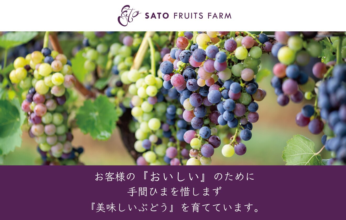 【ちょこっと訳あり】皮ごと食べられる種なしぶどう２種食べ比べパック！シャインマスカット＋おすすめ品種