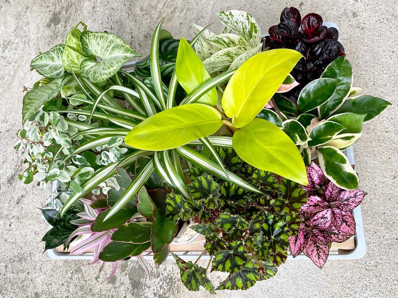 おまかせ観葉植物15種類セット