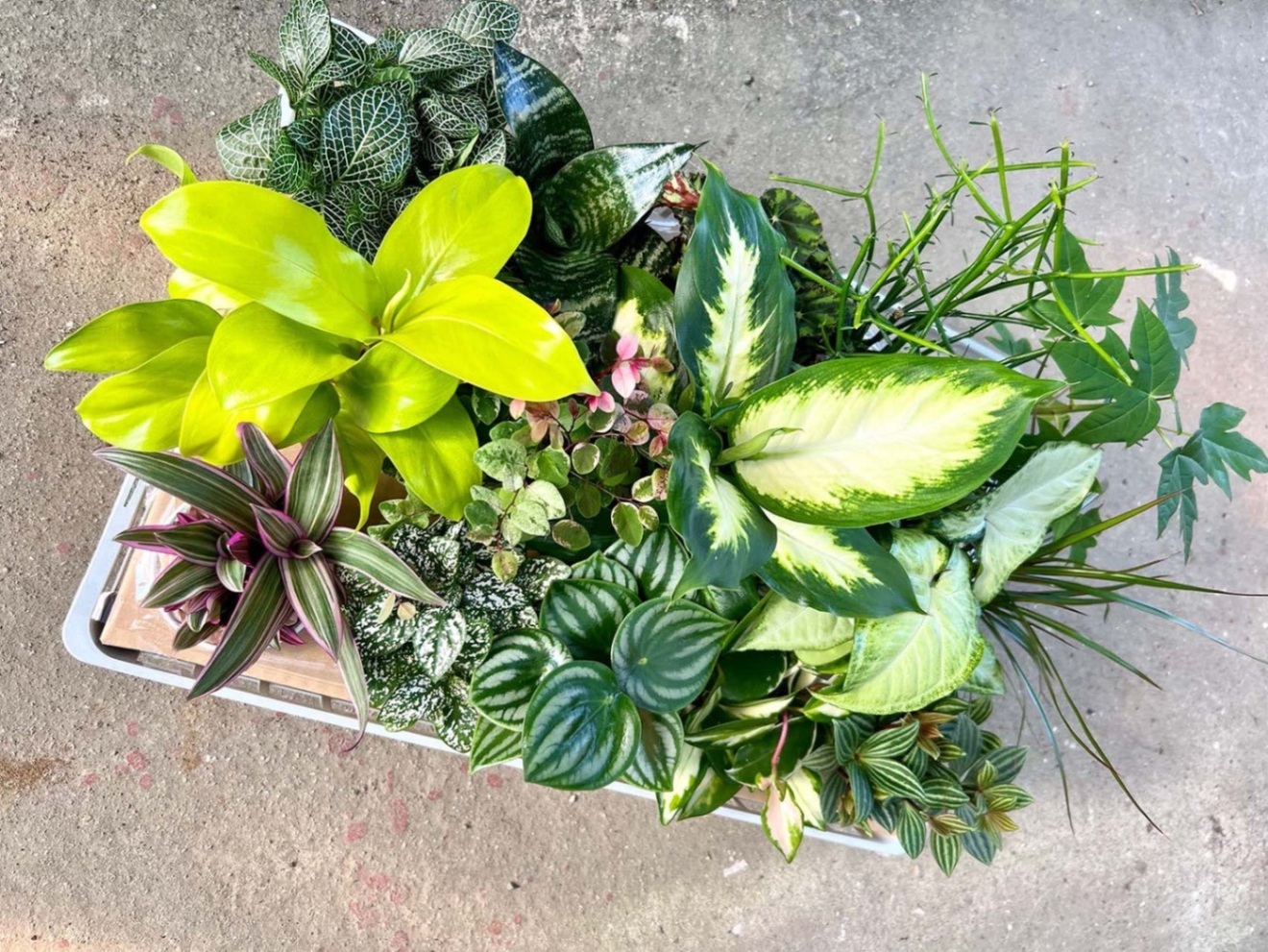 おまかせ観葉植物15種類セット