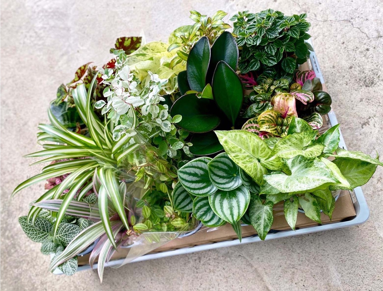 【受皿付き】おまかせ観葉植物15種類セット