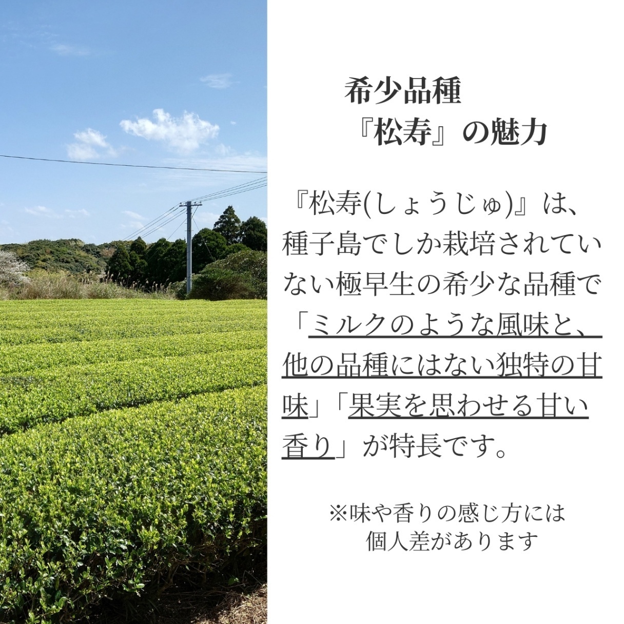 松下製茶 種子島の有機緑茶『松寿(しょうじゅ)』 茶葉(リーフ) 70g