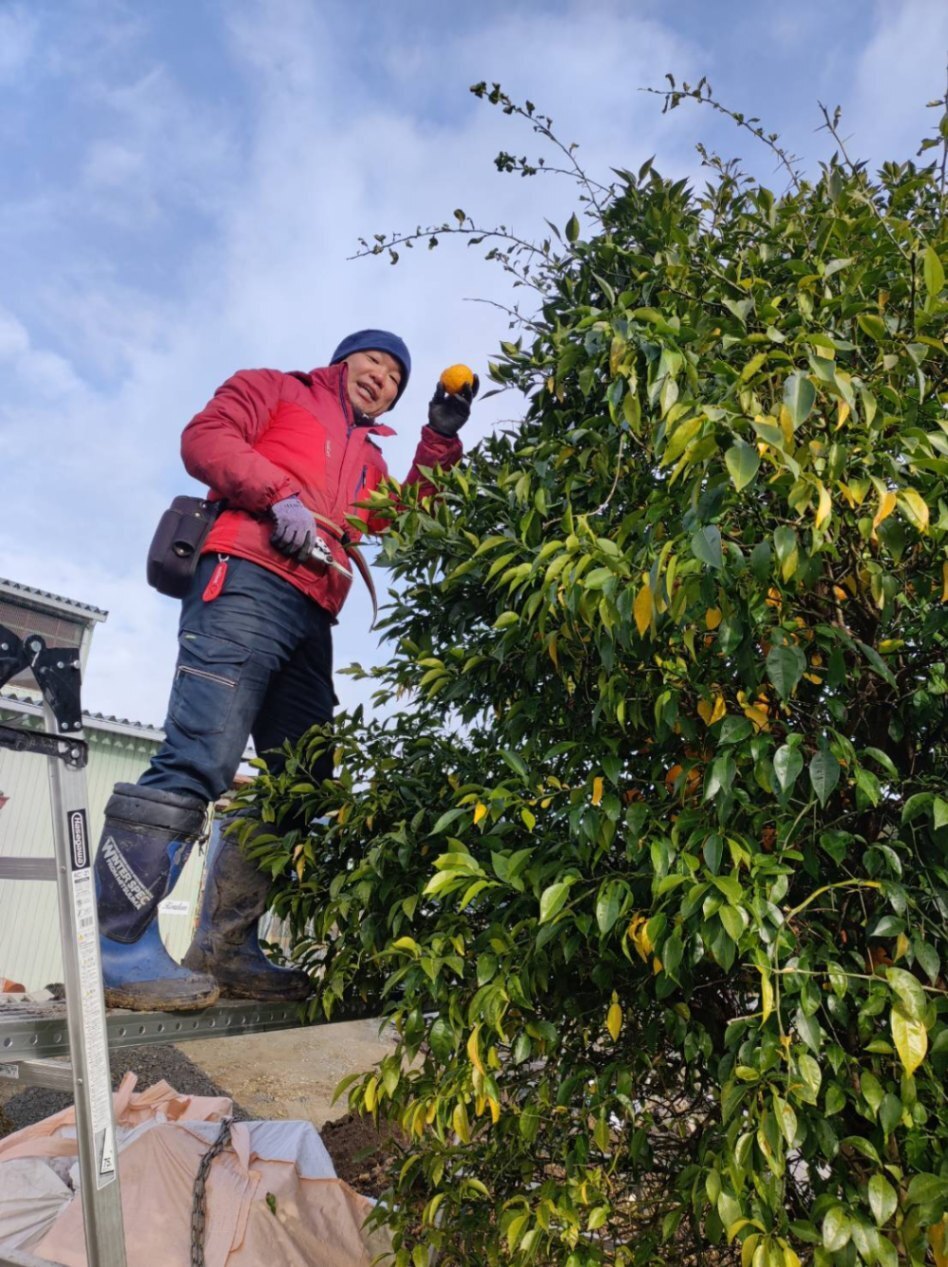 ご褒美専用：香り豊かな黄色い柚子こしょう5パック
