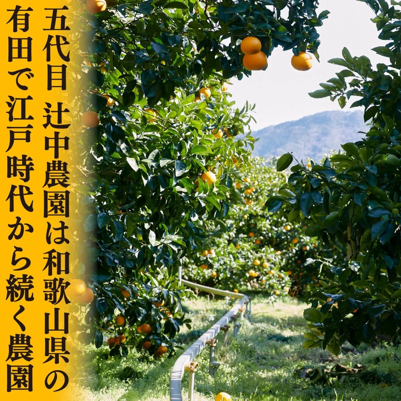 【プチプチ食感がクセになる】ぼくとじぃじの完熟はっさく約1２個
