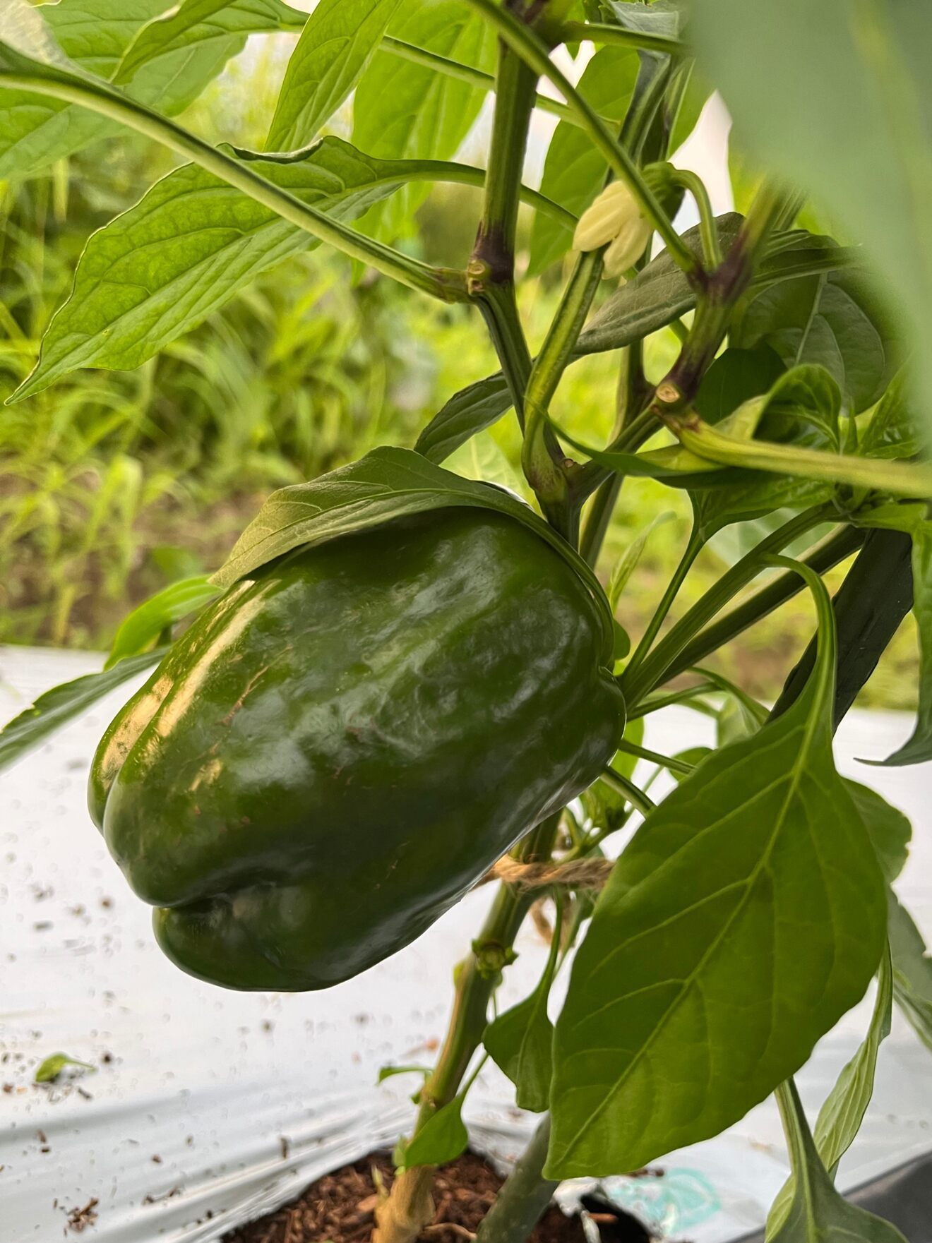 【旬の野菜２種】人気野菜セット