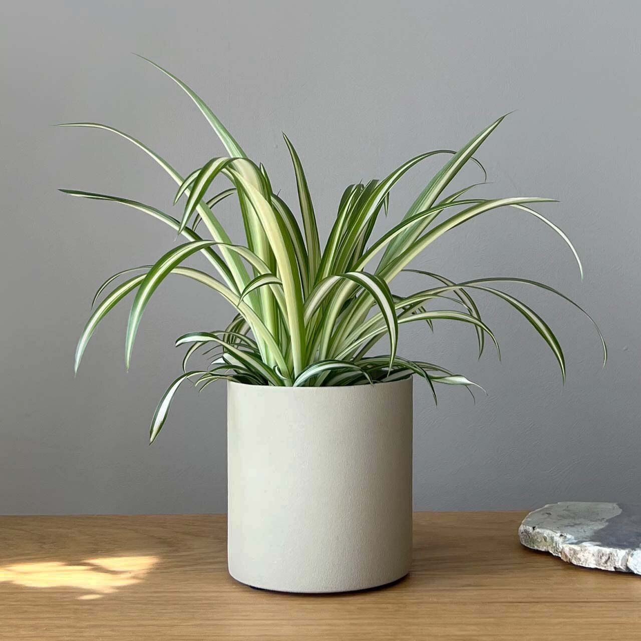 おしゃれな金属製鉢カバー入り オリヅルラン3号 丈夫で育てやすい観葉植物