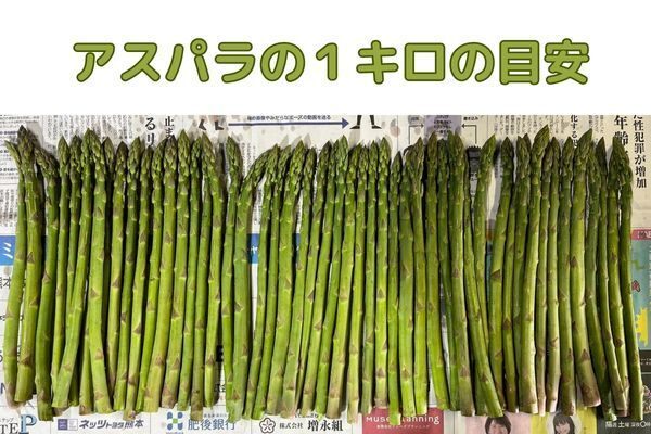 【熊本県産】
朝採りいっちゃんアスパラ　無選別1㎏以上
採れたて24時間以内発送（クール便）