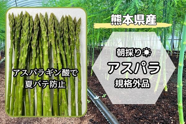 【熊本県産】
朝採りいっちゃんアスパラ 規格外品
採れたて24時間以内発送（クール便）
