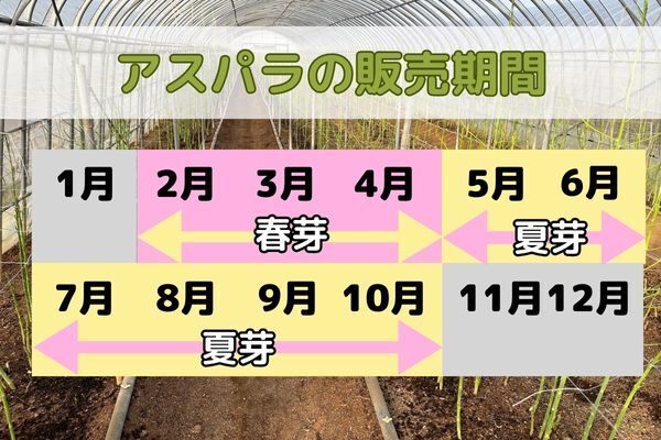 【熊本県産】
朝採りいっちゃんアスパラ 規格外品
採れたて24時間以内発送（クール便）

