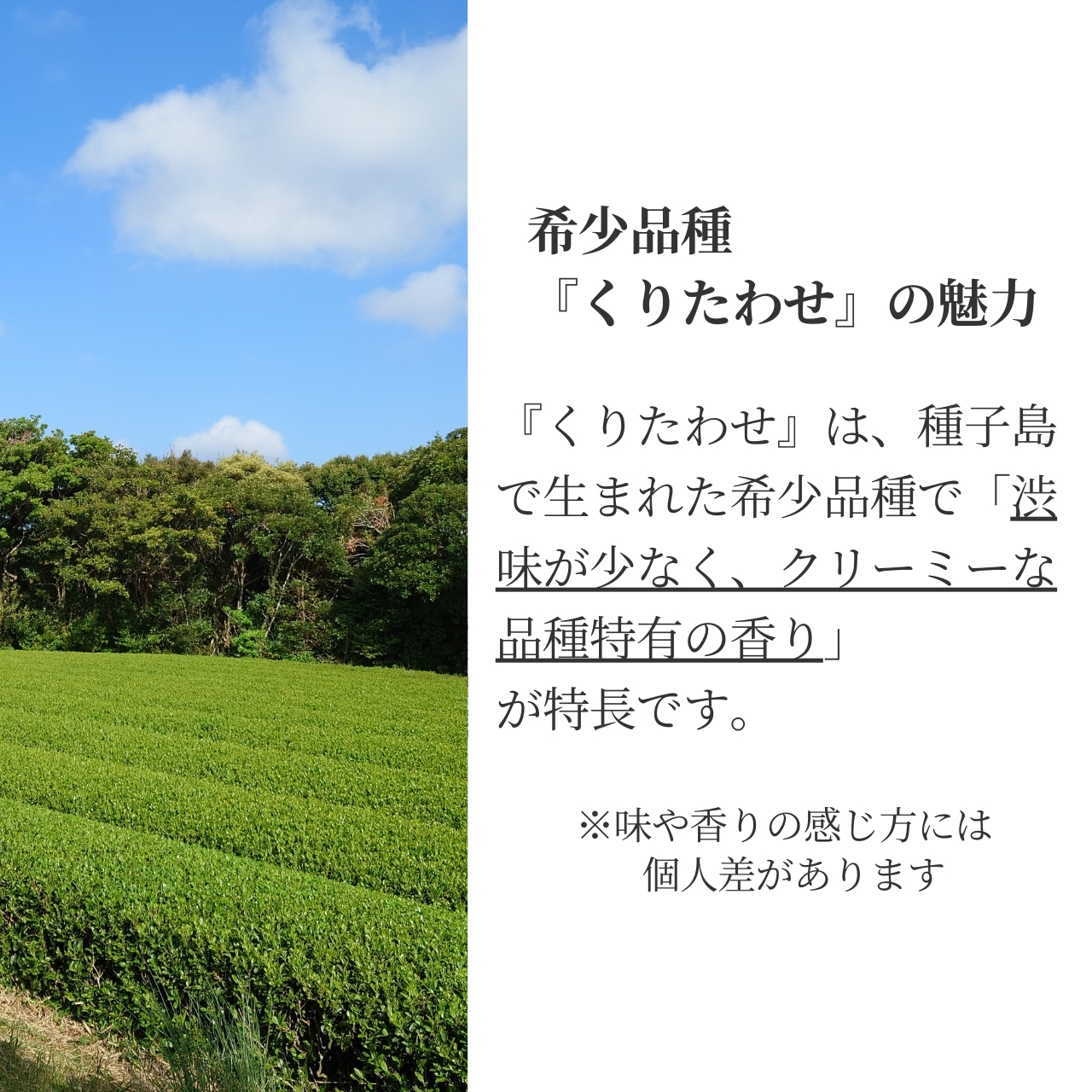 松下製茶 種子島の有機緑茶『くりたわせ』 茶葉(リーフ) 100g