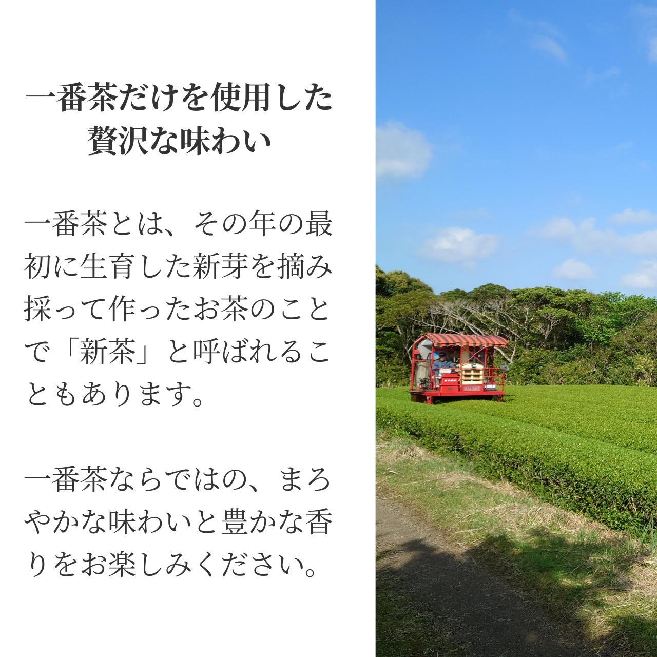 松下製茶 種子島の有機緑茶『くりたわせ』 茶葉(リーフ) 100g