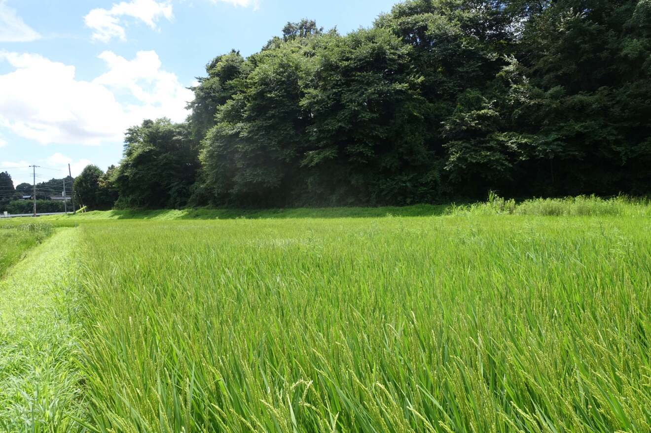 玄米と米麹の甘酒 500g(濃縮タイプ)【2本入り】栽培期間中農薬不使用