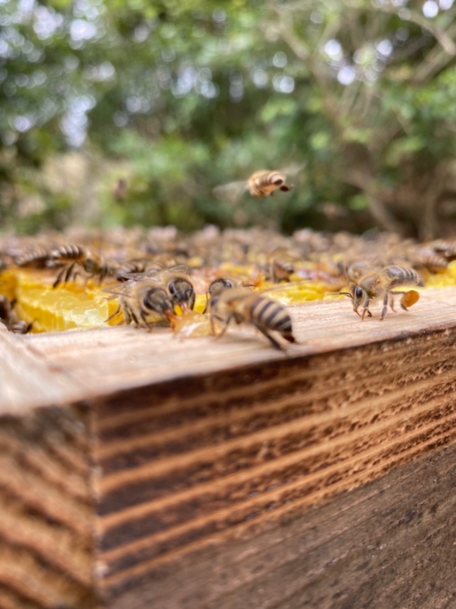 【和みつ】ニホンミツバチ100%の純国産はちみつ
非加熱・無添加　170g