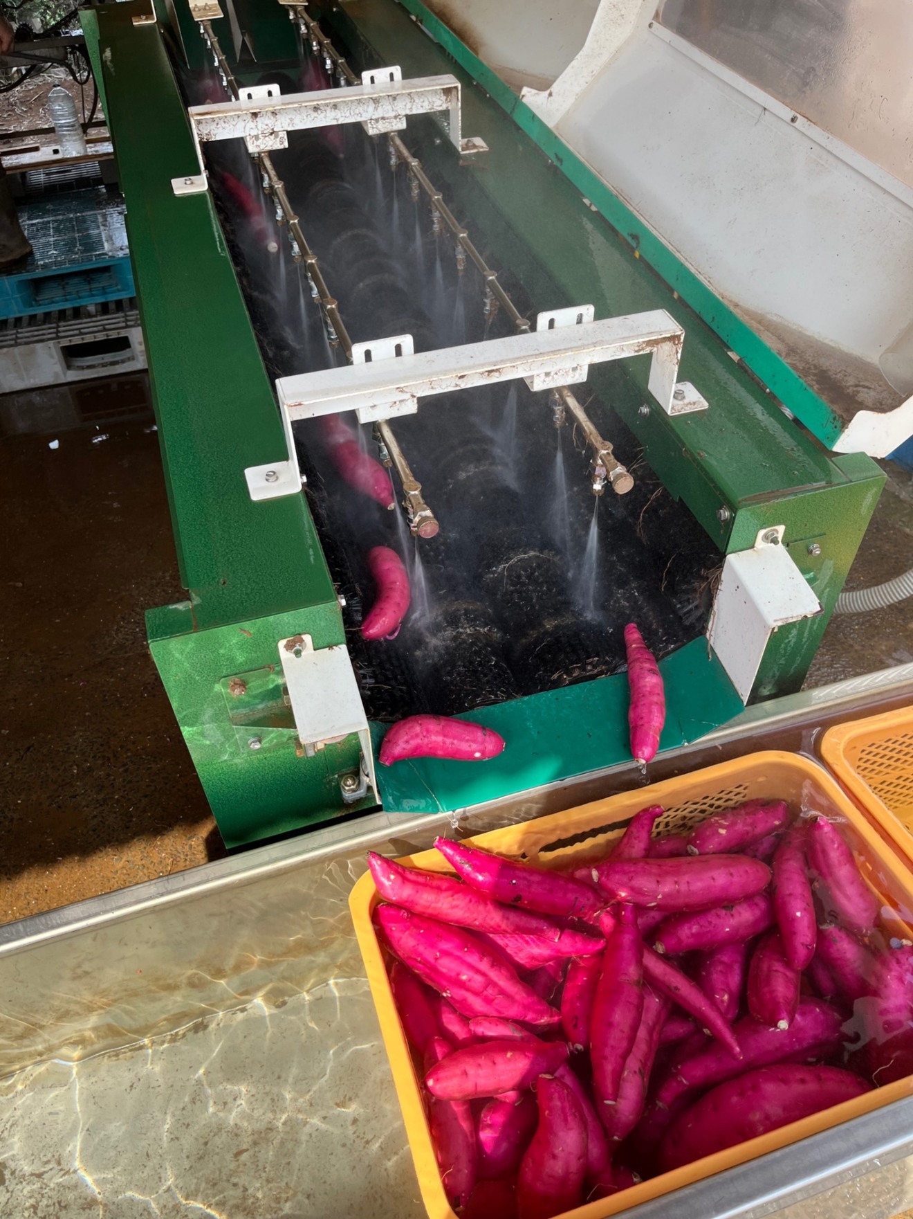 茨城県産 さつまいも 紅まさり A級品　Sサイズ　5kg 基本送料込み リベポ歓迎