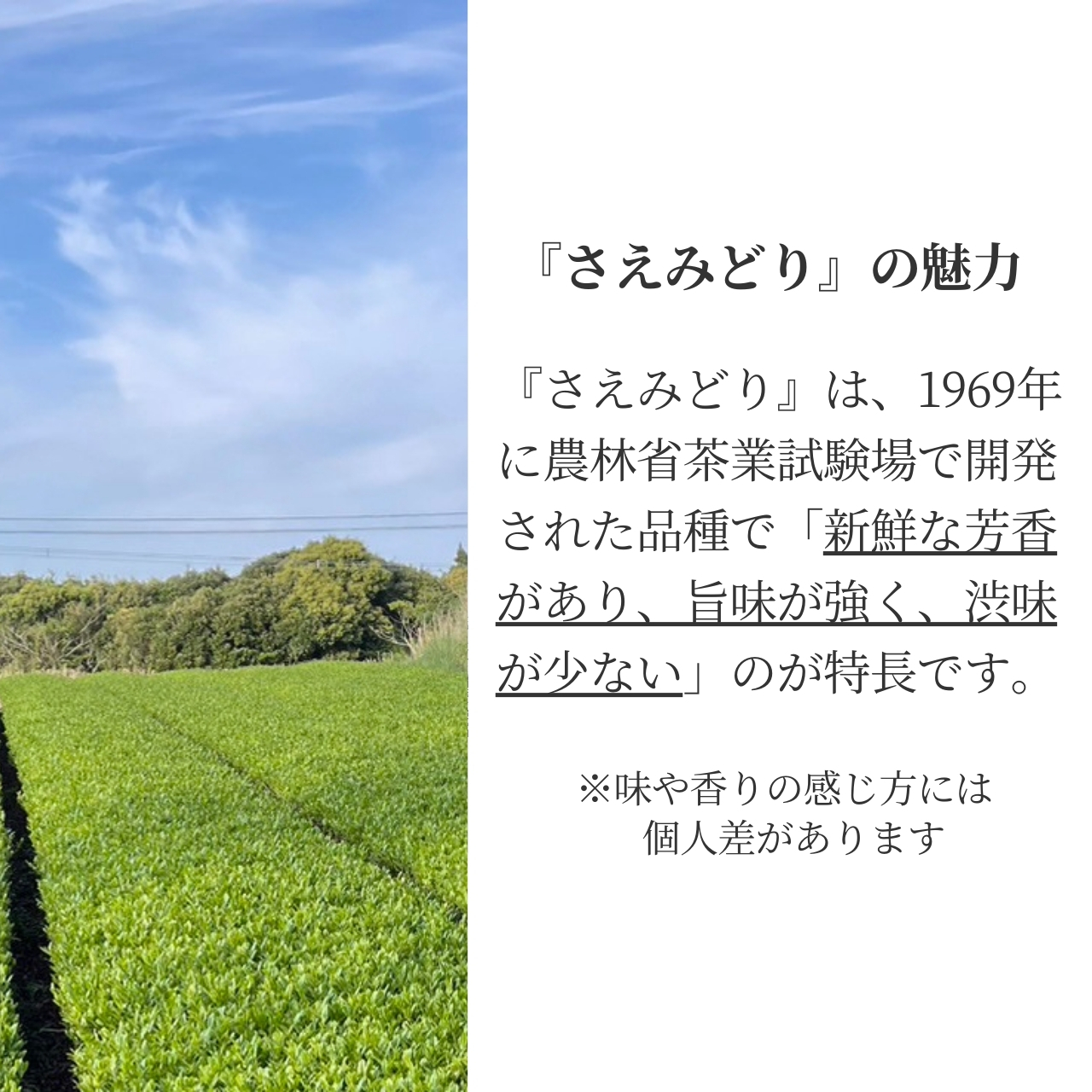 松下製茶 種子島の有機緑茶『さえみどり』 茶葉(リーフ) 100g