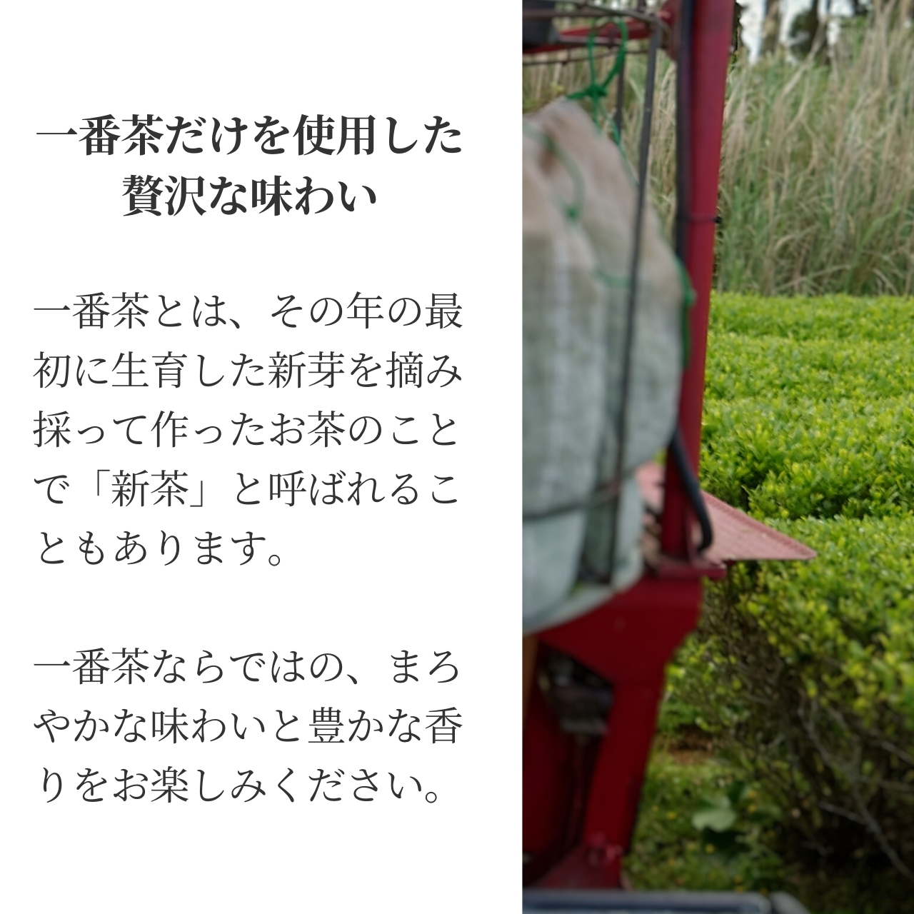 松下製茶 種子島の有機緑茶『さえみどり』 茶葉(リーフ) 100g