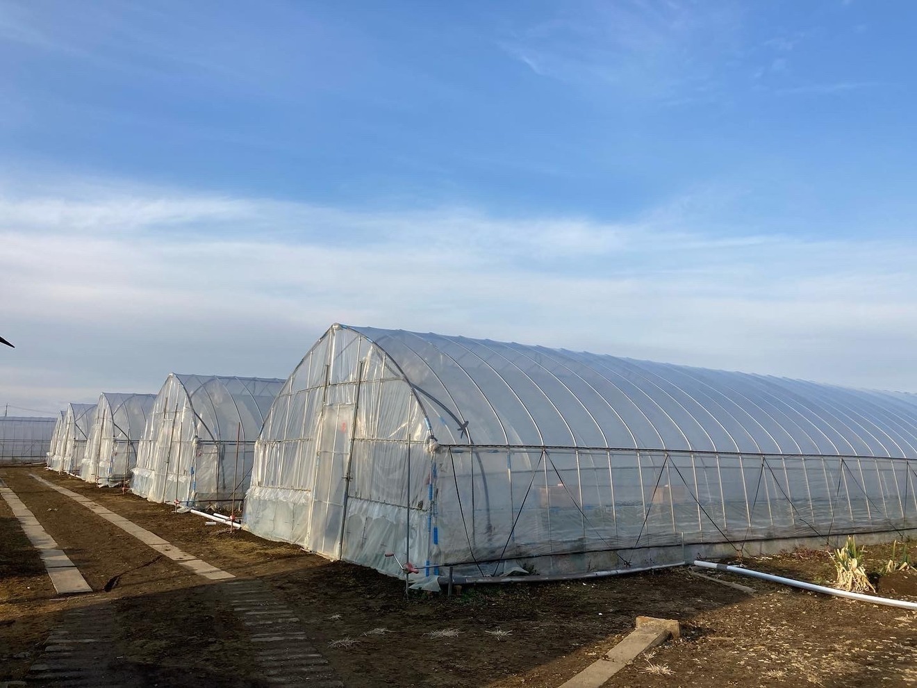 とちおとめ🍓約300g✖️4パック