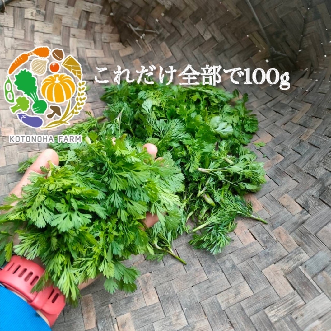 パクチーの花芽どっさり100g 兵庫県丹波市産