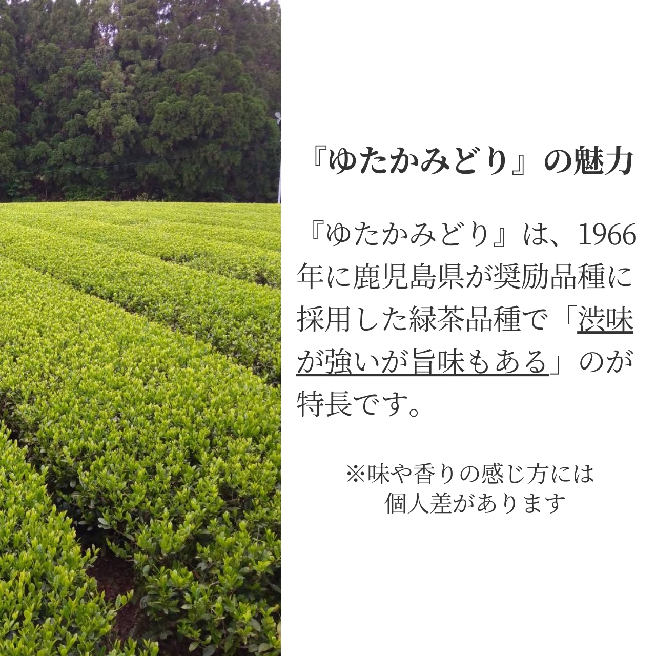 松下製茶 種子島の有機緑茶『ゆたかみどり』 茶葉(リーフ) 100g