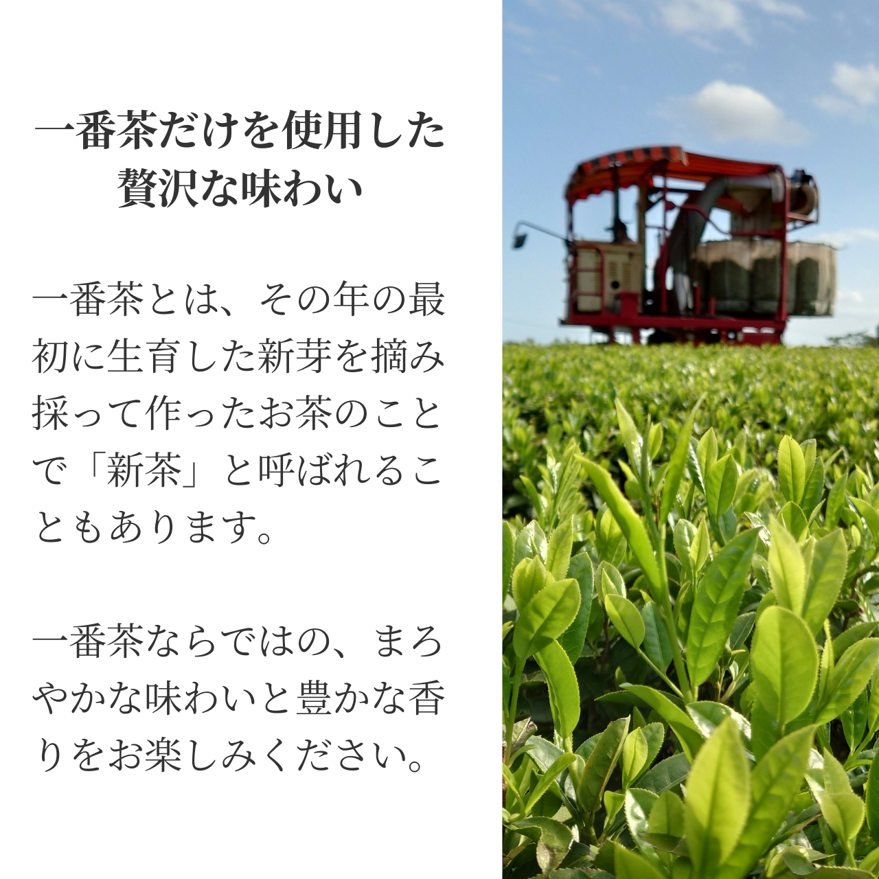 松下製茶 種子島の有機緑茶『ゆたかみどり』 茶葉(リーフ) 100g