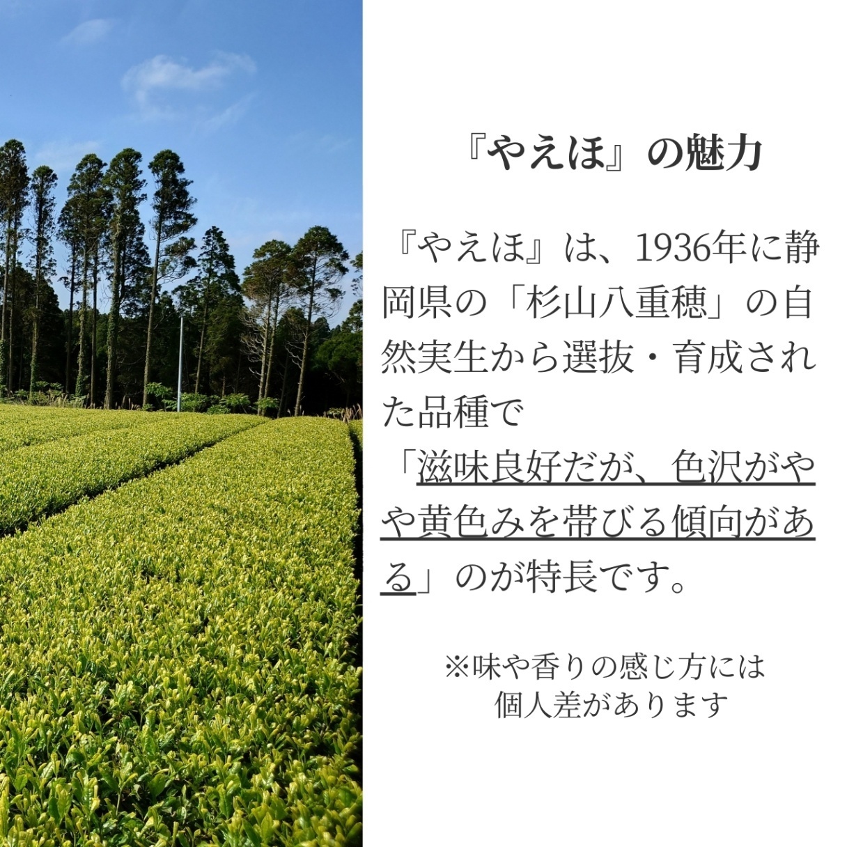 松下製茶 種子島の有機緑茶『やえほ』 茶葉(リーフ) 100g